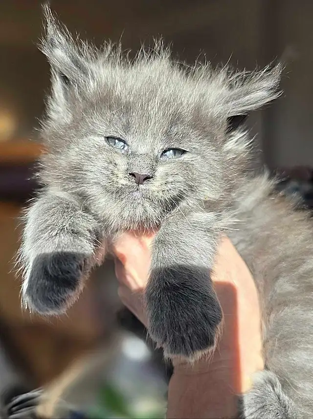 Champion Maine Coons (647) 933-6293 in Cats & Kittens for Rehoming in City of Toronto - Image 7