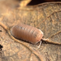 Cubaris Murina “Papaya” Isopods Victoria British Columbia Preview