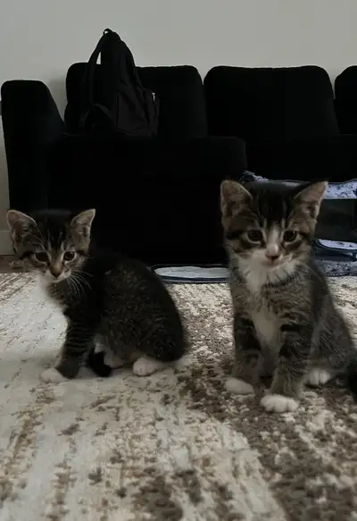 URGENT REHOMING-8 Week Ragdoll Mix Kittens, View more