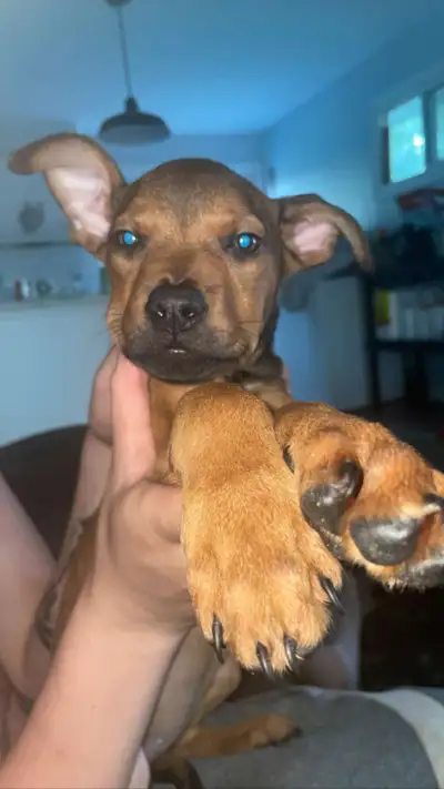 Looking for their furever home, View more