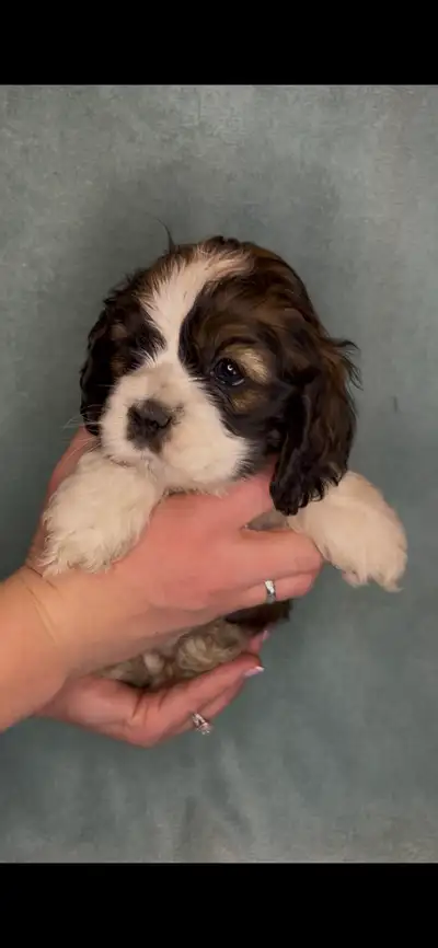 America Cocker Spaniel Puppies, View more