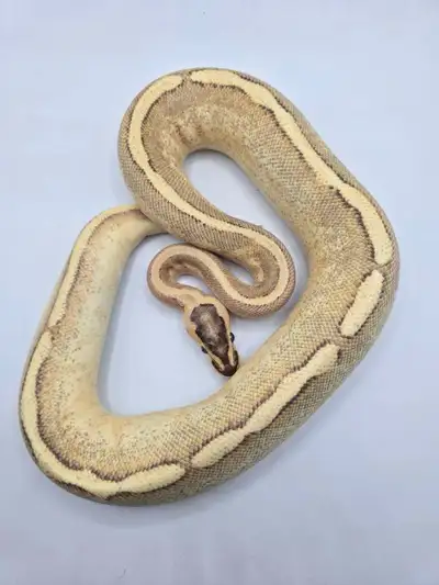 huge snake sale. NEED GONE ASAP, View more