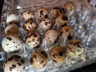 Coturnix Quail Hatching Eggs, View more