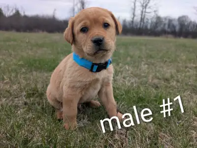 Puppies! Labrador retrievers , View more