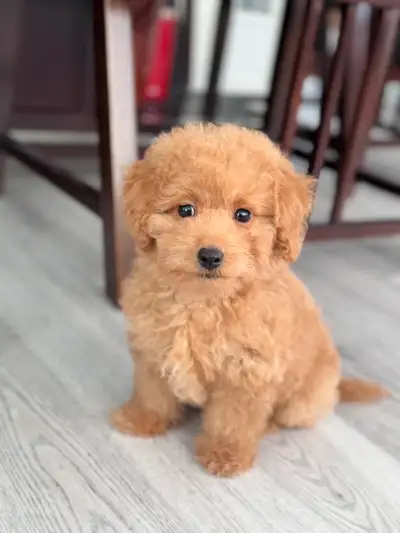 Looking for the perfect little companion? Meet this sweet and snuggly 8-week-old red apricot mini po...
