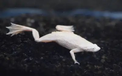 Grenouille aquatique naine blanche Environ 1 ,5 ans de vie et peuvent se rendre à 5 ans À donner. C’...