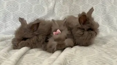 English Angora rabbits, View more