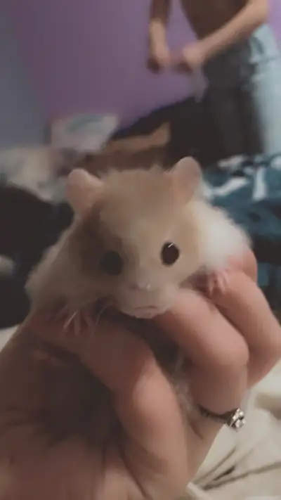 Looking for a free hamster ball, my hamster moves around so much and I get anxiety from it.