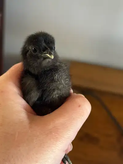 Ayam Cemani chicks Straight run. $25 - two have small amount leakage (pink toe) $35 - pure black Roo...
