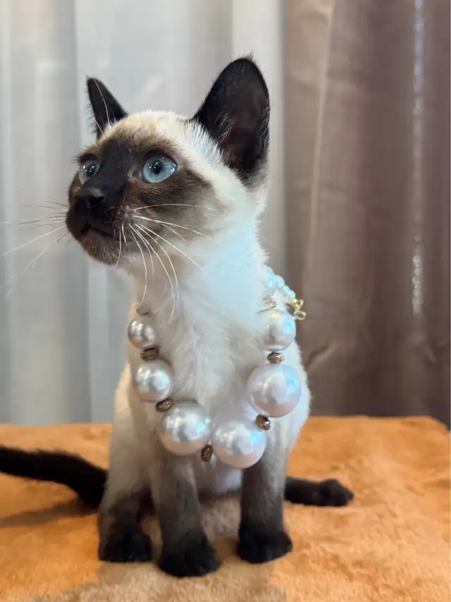 Tonkinois  femelle in Cats & Kittens for Rehoming in City of Montréal - Image 2