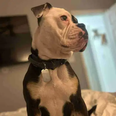 olde English bulldog, View more