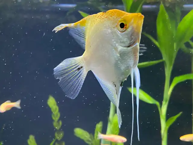 ANGEL FISH ANGELFISH - Pickering  in Fish for Rehoming in City of Toronto - Image 4