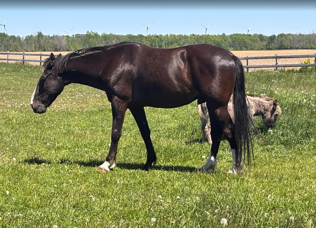 PENDING: Dutch harness cross in Horses & Ponies for Rehoming in Owen Sound - Image 3