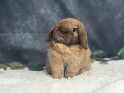 Young neutered holland lops, View more