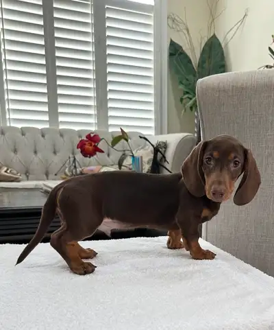 Miniature Dachshund Puppies, View more