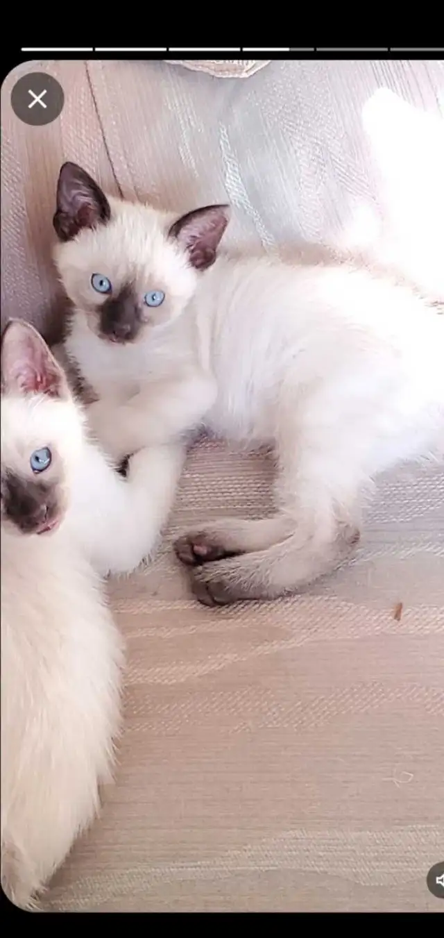 Siamese Kittens in Cats & Kittens for Rehoming in Oakville / Halton Region - Image 4