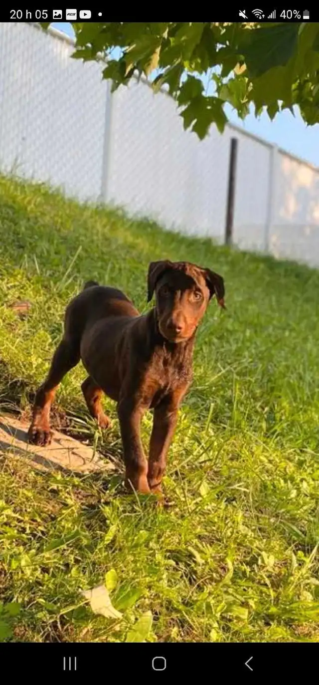 Doberman Européen et/ou américain in Dogs & Puppies for Rehoming in Laval / North Shore - Image 7