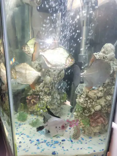 silver dollars and angl fish blue gormie , View more