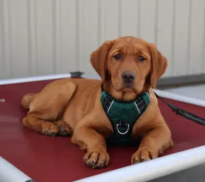 Jade ~Health Tested Parents for Genetically Sound Goldador Pups, View more