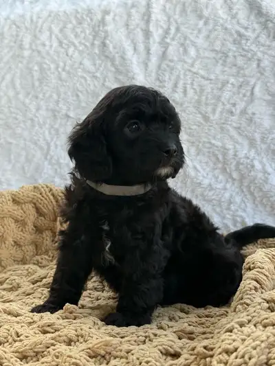 Cavapoo puppies , View more