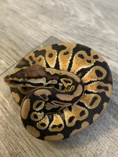 Pastel 100% Het. Clown Enchi? 100% Het. Candy Male Orange Dream 100% Het. Hypo I am looking to move...