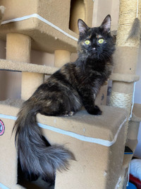 7 months Persian Kitten for Adoption