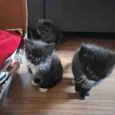 Chatons 1 mois, View more