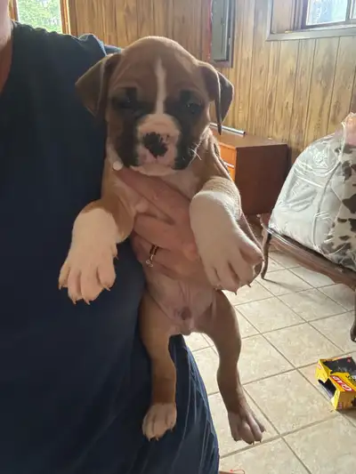 2 females and 3 males available. Both parents are embark health tested. Mom on site, dad is a stud t...