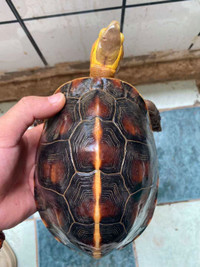 Looking for Chinese box turtle (Cuora flavomarginata)