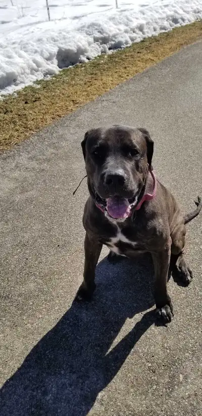 Beautiful female Cane Corso looking for new home very loving and playful great with kids has with he...