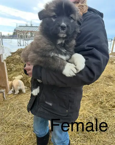 Puppies, View more