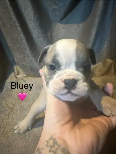 $2500 OBO Need Gone On October 11/3025 These adorable Registered Blue Ribbon Blood Line - Olde Engli...