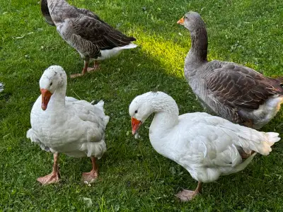 geese hens and gander , View more