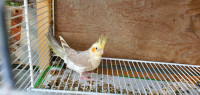 [PRICE REDUCED!] 3 months old Cockatiels 