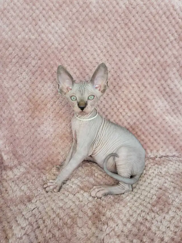 Sphynx kittens - 3 males left! in Cats & Kittens for Rehoming in St. Albert - Image 5