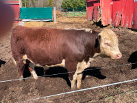 Hereford Bulls