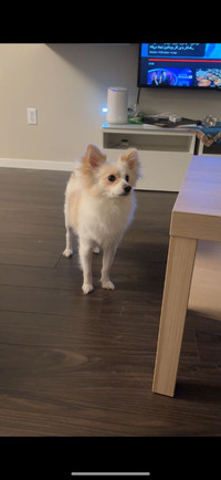 White Adorable Male Pomeranian for Rehoming