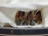 Baby zebra finches ready may 24 weekend.