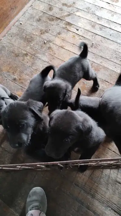 Weimaraner Lab cross pups. Born March 15th. Eating and drinking solid food. Mom and dad on site. 5 g...