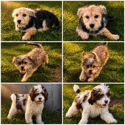 Morkie, Shorkie & Cavapoo Puppies, View more