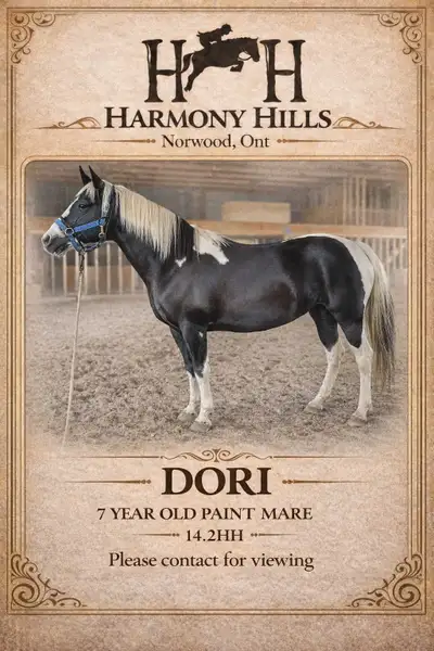 Beautiful Paint Mare for sale , View more