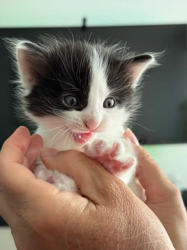 Baby kittens in Other in City of Toronto - Image 5