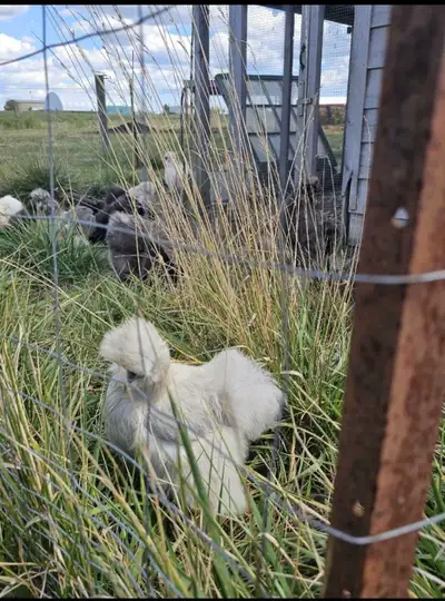 silkie hatching eggs, View more