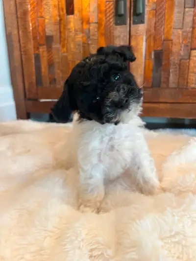 Male is sold- Female is available Meet Your New Best Friends! These two sweethearts—a charming littl...