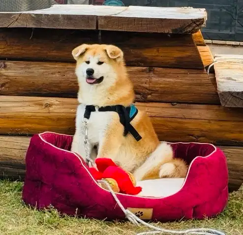 Akita Inu in Dogs & Puppies for Rehoming in Laurentides - Image 6