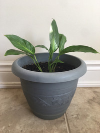 Indoor Plant 