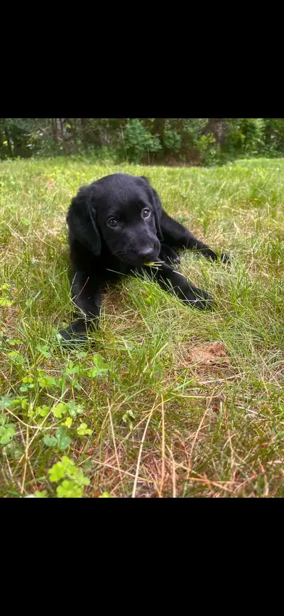 chiot à vendre, View more