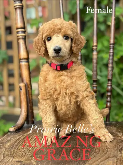 CKC REGISTERED STANDARD POODLE PUPS- Prairie Belle Poodles, View more