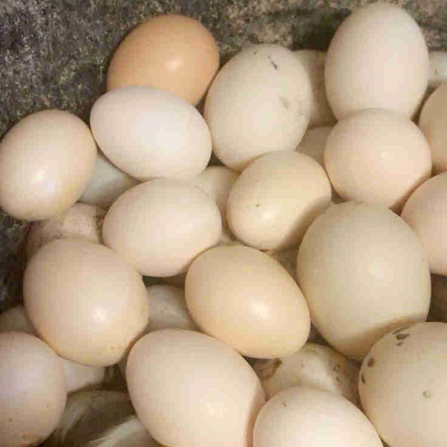 Chicken hatching eggs in Livestock in Winnipeg