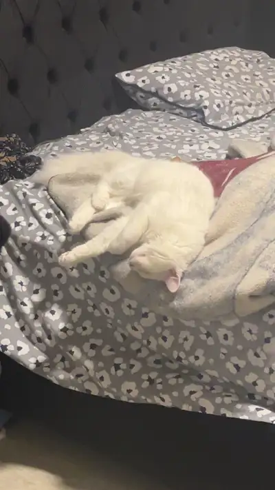 Cat for Rehoming – Loving Home Wanted , View more